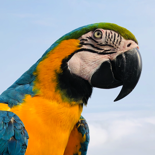 金剛鸚鵡嘎嘎啦啦